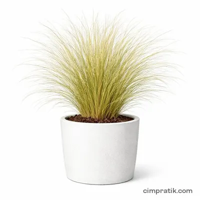 Sorguç Otu (Stipa tenuissima) - 3