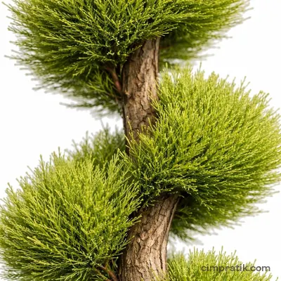 Spiral Leylandi (Cupressocyparis leylandii 'Spiral')