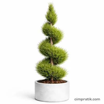 Spiral Leylandi (Cupressocyparis leylandii 'Spiral') - 3