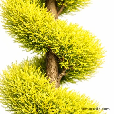 Spiral Limoni Servi (Cupressus macrocarpa 'Spiral')
