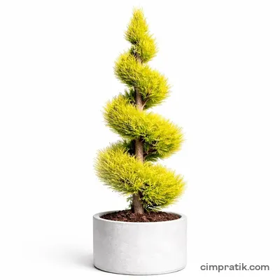 Spiral Limoni Servi (Cupressus macrocarpa 'Spiral') - 3