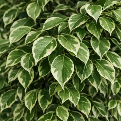 Starlight Benjamin - Ficus Benjamina 'Starlight' - 2