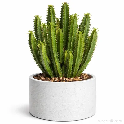 Süt Kaktüsü - Euphorbia Trigona