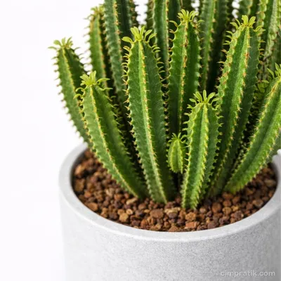 Süt Kaktüsü - Euphorbia Trigona - 2