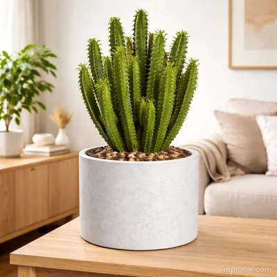 Süt Kaktüsü - Euphorbia Trigona - 3