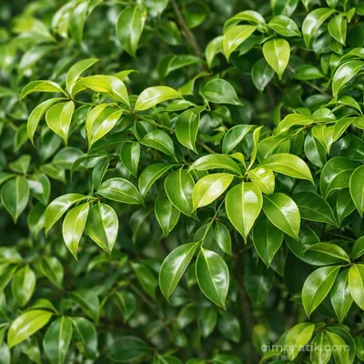 Kafur Ağacı - Cinnamomum Camphora