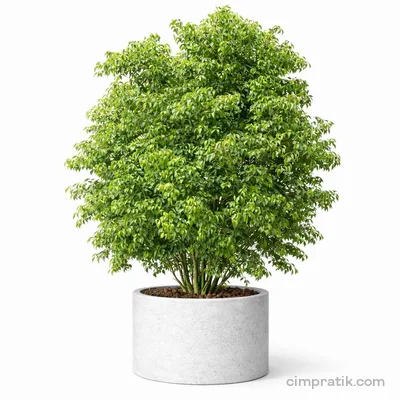Kafur Ağacı - Cinnamomum Camphora - 3