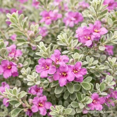 Teksas Adaçayı (Leucophyllum frutescens)
