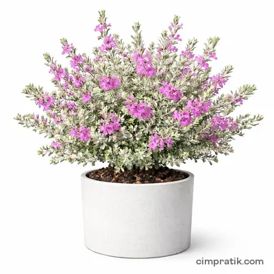 Teksas Adaçayı (Leucophyllum frutescens) - 3