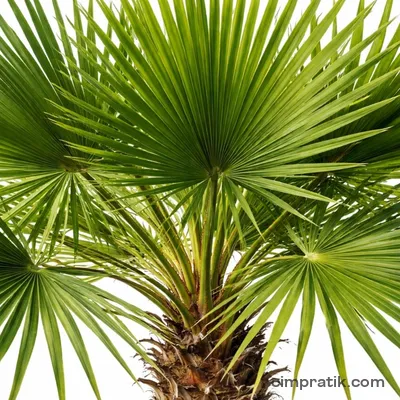 Windmill Palm (Trachycarpus fortunei)