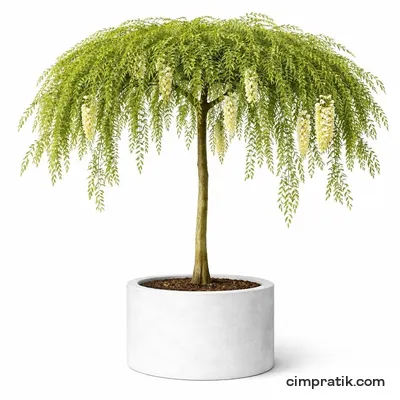 Ters Japon Soforası - Sophora Japonica 'Pendula'