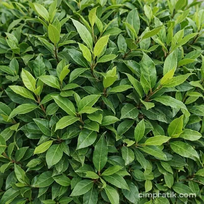 Standard Bay Laurel (Laurus nobilis 'Tige')
