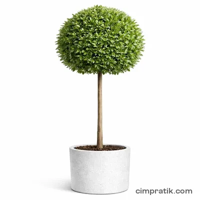 Standard Bay Laurel (Laurus nobilis 'Tige') - 3