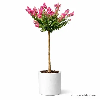 Standard Crape Myrtle (Lagerstroemia indica 'Tige') - 3