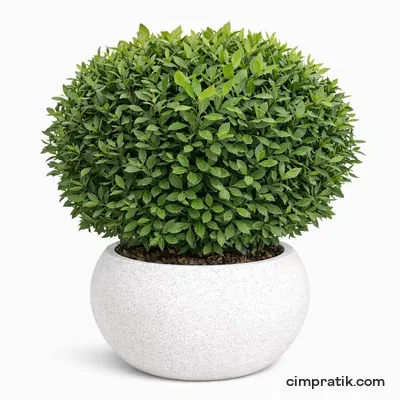 Top Defne - Laurus Nobilis 'Ball'