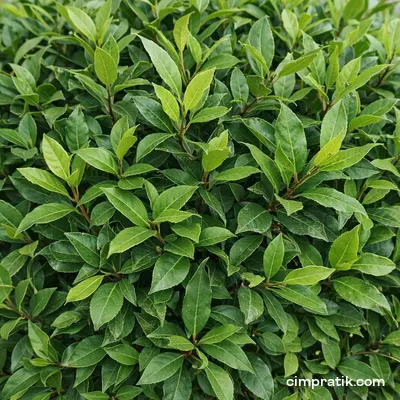 Top Defne - Laurus Nobilis 'Ball' - 2