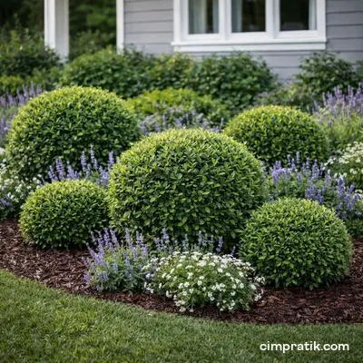 Top Defne - Laurus Nobilis 'Ball' - 3