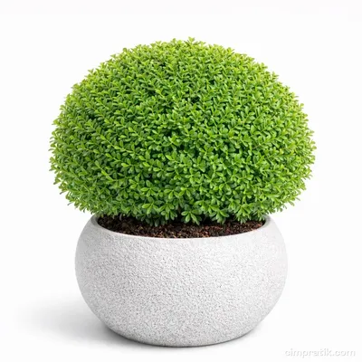 Top Şimşir - Buxus Sempervirens 'Ball'