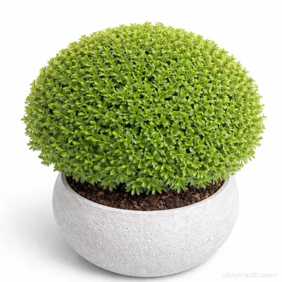 Top Şimşir - Buxus Sempervirens 'Ball' - 2