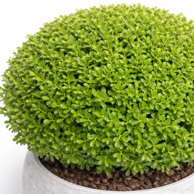 Top Şimşir - Buxus Sempervirens 'Ball' - 3