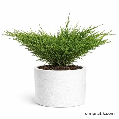 Yayılıcı Ardıç - Juniperus Horizontalis