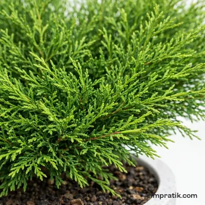 Yayılıcı Ardıç - Juniperus Horizontalis - 2