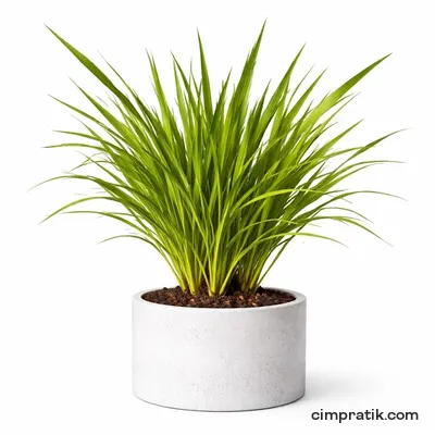 Yeni Zelanda Keteni - Phormium Tenax