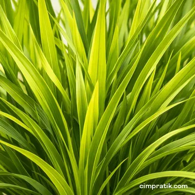 Yeni Zelanda Keteni - Phormium Tenax - 2
