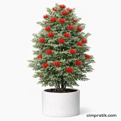 Yeni Zelanda Noel Ağacı - Metrosideros Excelsa