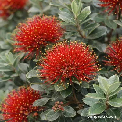 New Zealand Christmas Tree - Metrosideros Excelsa - 2