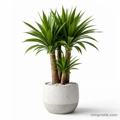 Yucca Elephantipes Plant