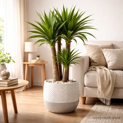 Yucca Elephantipes Bitkisi - 3