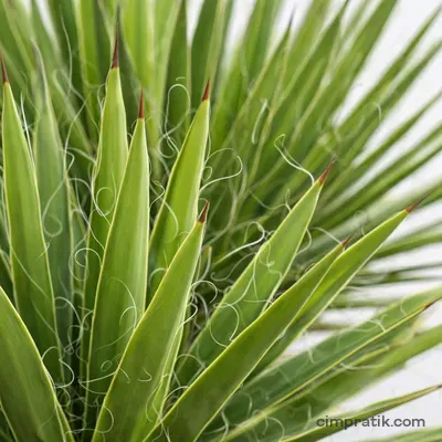 Yucca Filifera