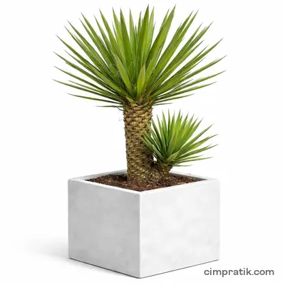 Yucca Filifera - 3
