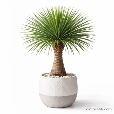 Yucca Rostrata - Mavi Yucca