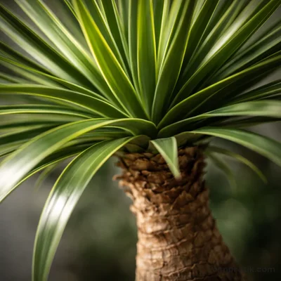 Yucca Rostrata - Beaked Yucca - 2