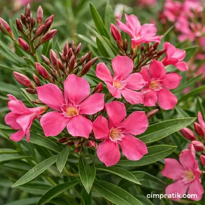 Zakkum - Nerium Oleander - 2
