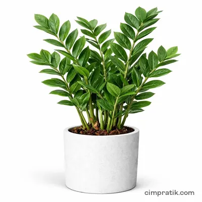 Zamia (Zamioculcas zamiifolia) - 3