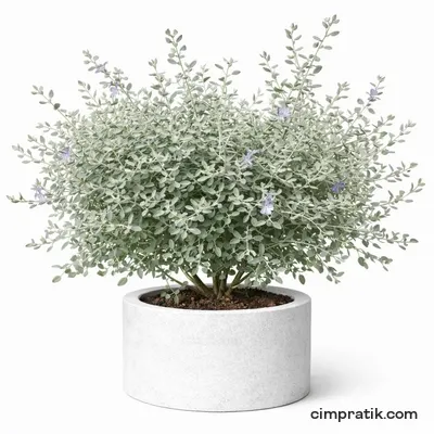 Zeytin Çalısı - Teucrium Fruticans