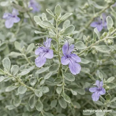 Shrubby Germander - Teucrium Fruticans - 2