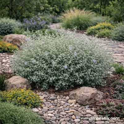 Shrubby Germander - Teucrium Fruticans - 3